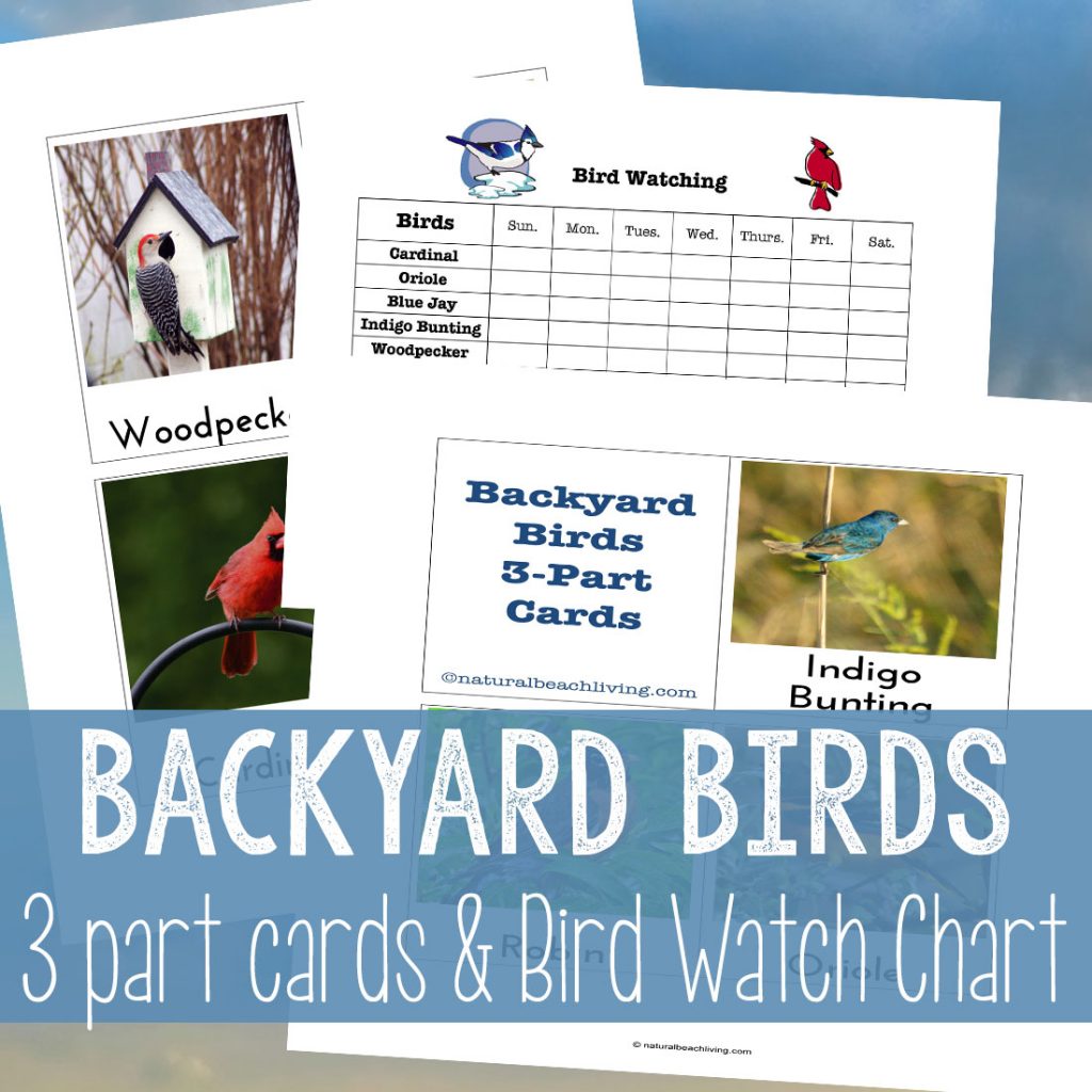 Here You'll find The Best Bird Activities for Preschoolers, All the best ideas for a Preschool Bird Theme with Lesson Plans, Hands on activities, Homemade Bird Feeders and Bird Science Activities for Preschoolers, Bird Crafts and Bird Activities for kids