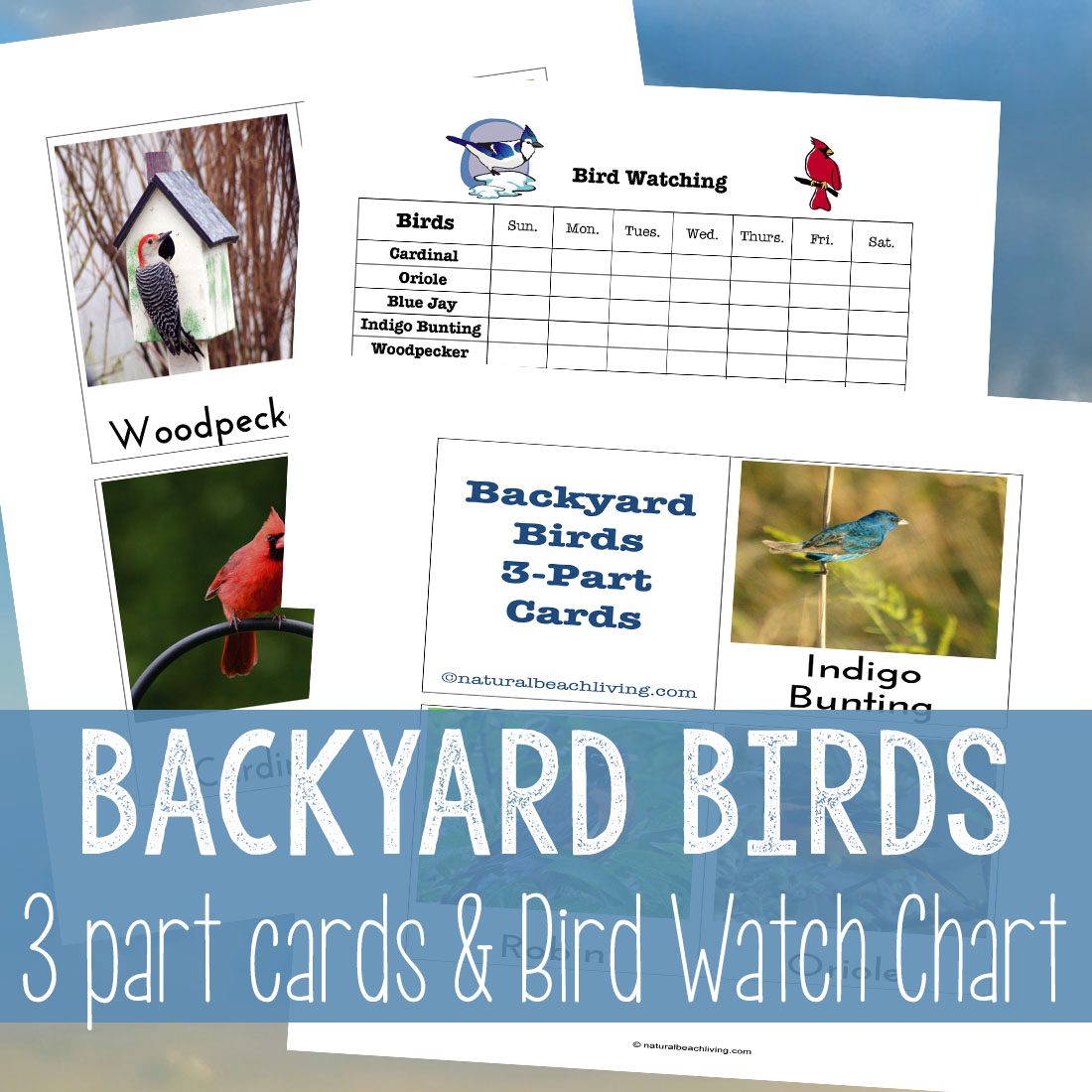 Great ideas for a Bird Theme Nature Study. An easy bird study center for kids with simple inexpensive ideas. There are so many Activities for a Bird Theme, including DIY birdfeeders, a nature study area, bird watching for kids, and more. 