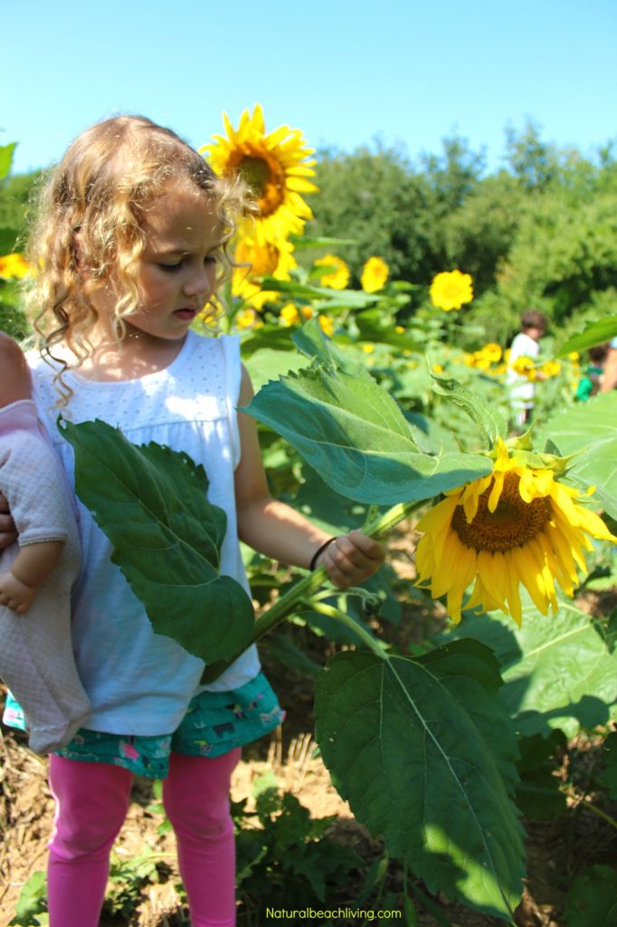 Easy Sunflower Art for Kids, Sunflower Crafts for Kids, Spring is here and this super cute sunflower art would be fun for your children to make! You need a few items and your kids will be creating a sunflower craft perfect to display, Sunflower activities for Kids, This easy art and craft idea is perfect for any age. Sunflower craft ideas #sunflowers #flowercrafts #floweractivities #sunflowercrafts #sunflowerart #artforkids #craftsforkids #flowerart #preschoolcrafts #summercrafts #preschoolart #springactivities Easy Sunflower Art for Kids, Sunflower Crafts for Kids, Spring is here and this super cute sunflower art would be fun for your children to make! You need a few items and your kids will be creating a sunflower craft perfect to display, Sunflower activities for Kids, This easy art and craft idea is perfect for any age. Sunflower craft ideas