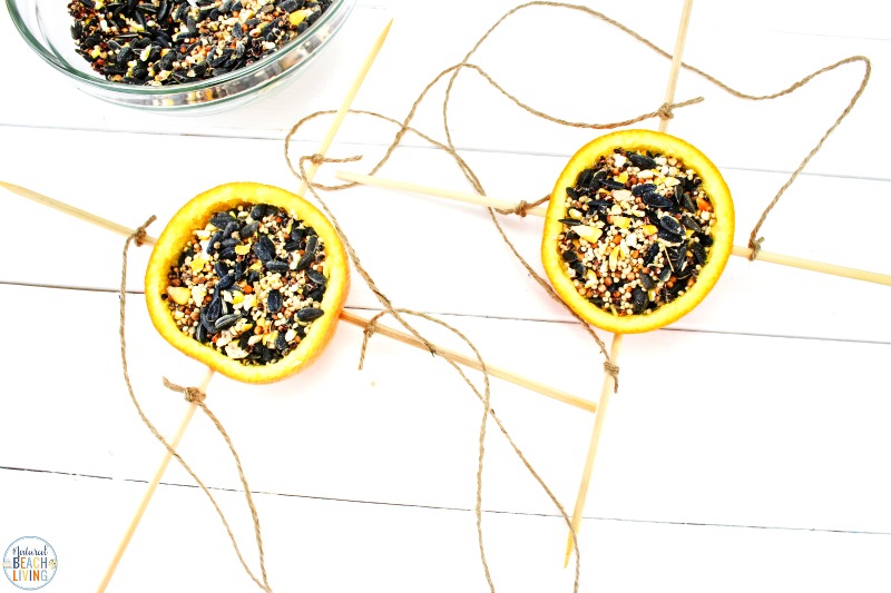 Orange Bird Feeder, Bird Seed Ornaments, Easy Birdseed ornaments for kids and adults to make, Homemade Bird Feeders like the pine cone bird feeder, apple bird feeder, Plastic Bottle Bird Feeder, DIY birdseed ornaments and Bird activities for kids 