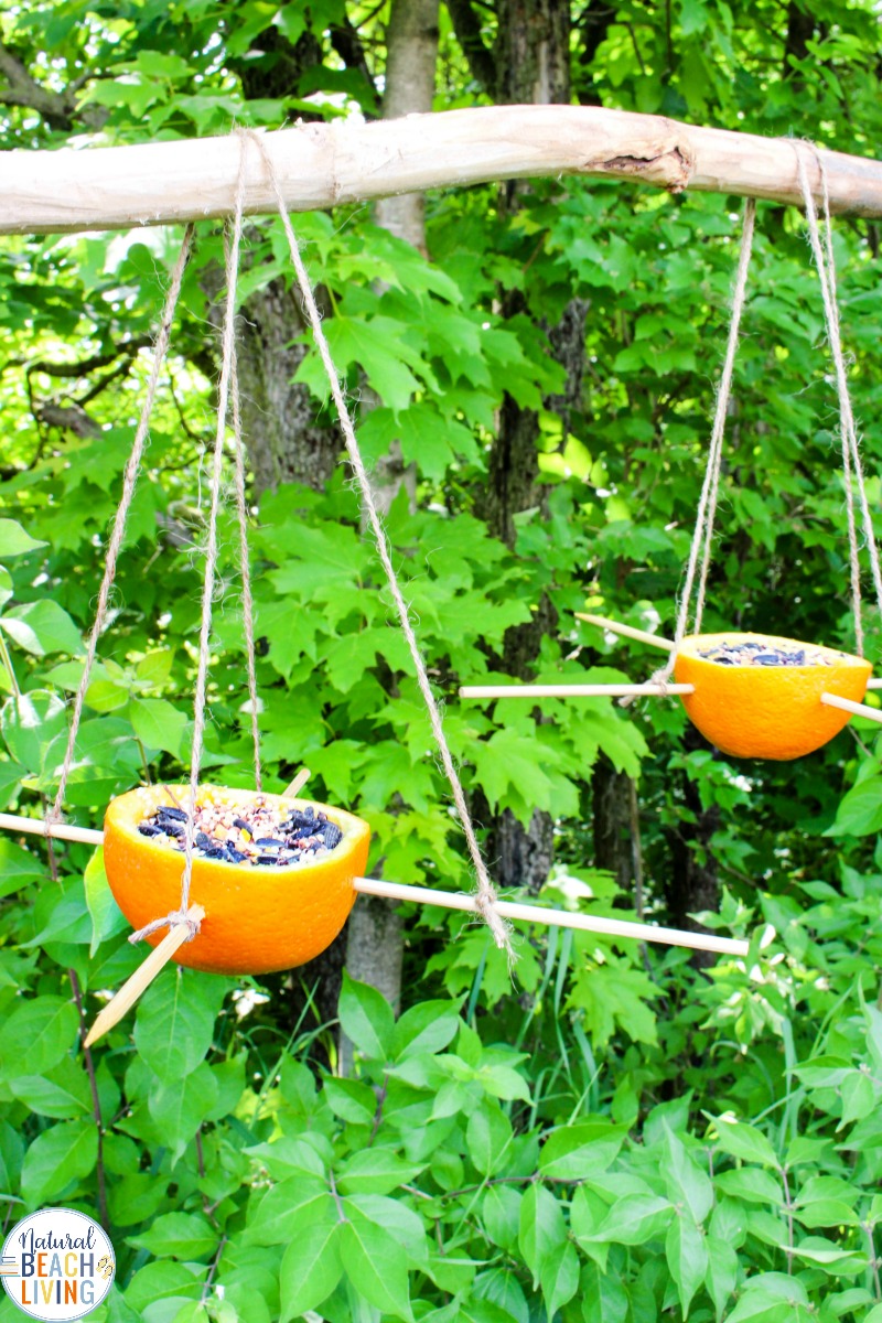 The Ultimate List of Homemade Bird Feeders and Birdseed Ornaments, Easy Homemade Bird Seed Ornaments Recipe, These DIY Birdseed Ornaments are a perfect nature project to do with kids, bird seed ornaments with gelatin, Backyard Birds love Homemade Bird Seed Ornaments, how to make edible bird seed ornaments, Bird Craft, Bird Treat Craft, Cookie Cutter Bird Seed Ornament