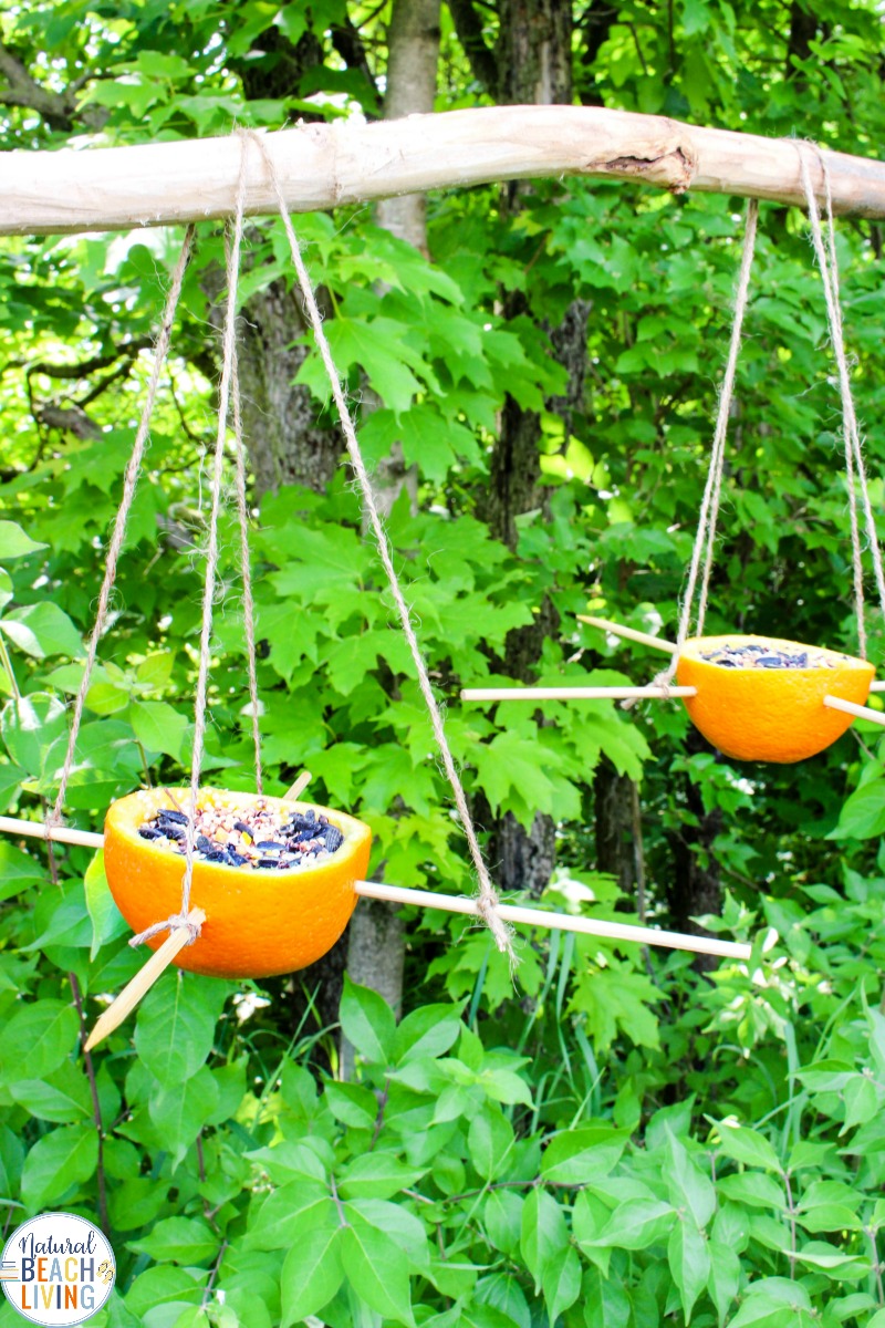 Orange Bird Feeder, Bird Seed Ornaments, Easy Birdseed ornaments for kids and adults to make, Homemade Bird Feeders like the pine cone bird feeder, apple bird feeder, Plastic Bottle Bird Feeder, DIY birdseed ornaments and Bird activities for kids 