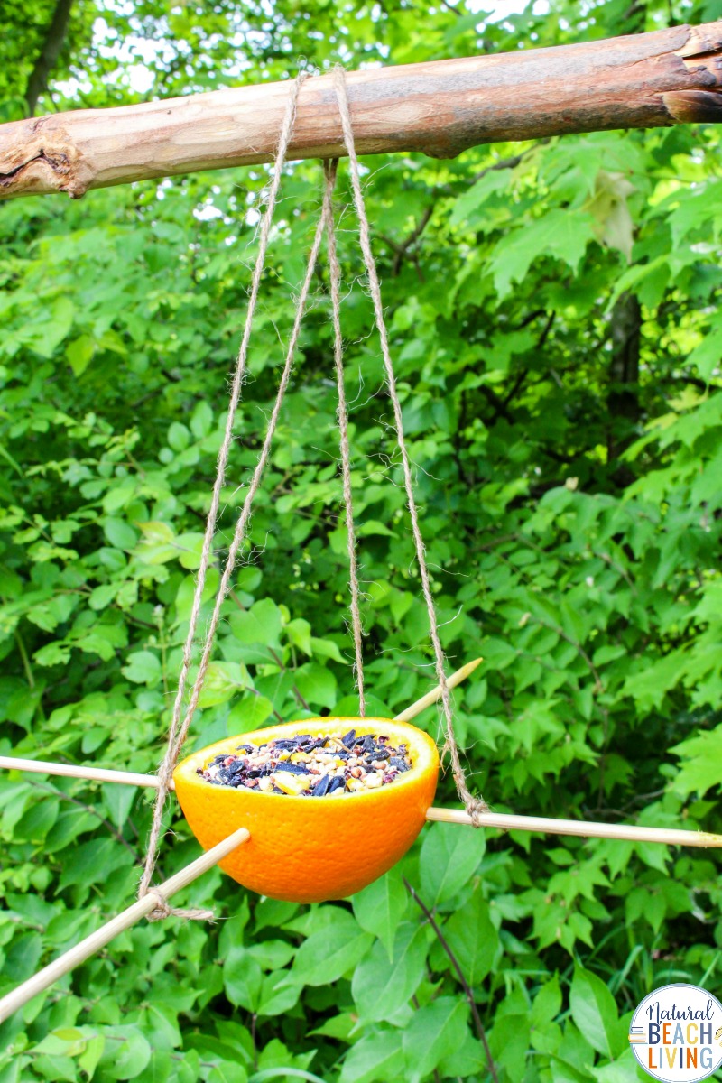 Orange Bird Feeder, Bird Seed Ornaments, Easy Birdseed ornaments for kids and adults to make, Homemade Bird Feeders like the pine cone bird feeder, apple bird feeder, Plastic Bottle Bird Feeder, DIY birdseed ornaments and Bird activities for kids 