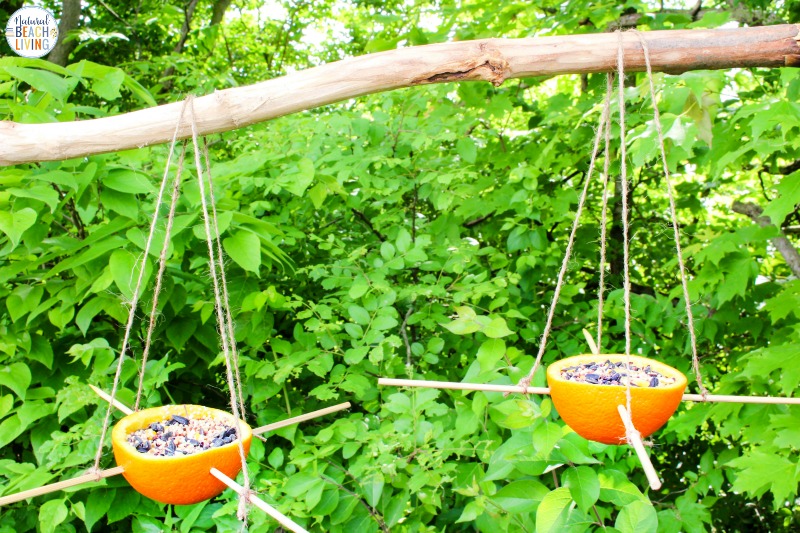 Orange Bird Feeder, Bird Seed Ornaments, Easy Birdseed ornaments for kids and adults to make, Homemade Bird Feeders like the pine cone bird feeder, apple bird feeder, Plastic Bottle Bird Feeder, DIY birdseed ornaments and Bird activities for kids 
