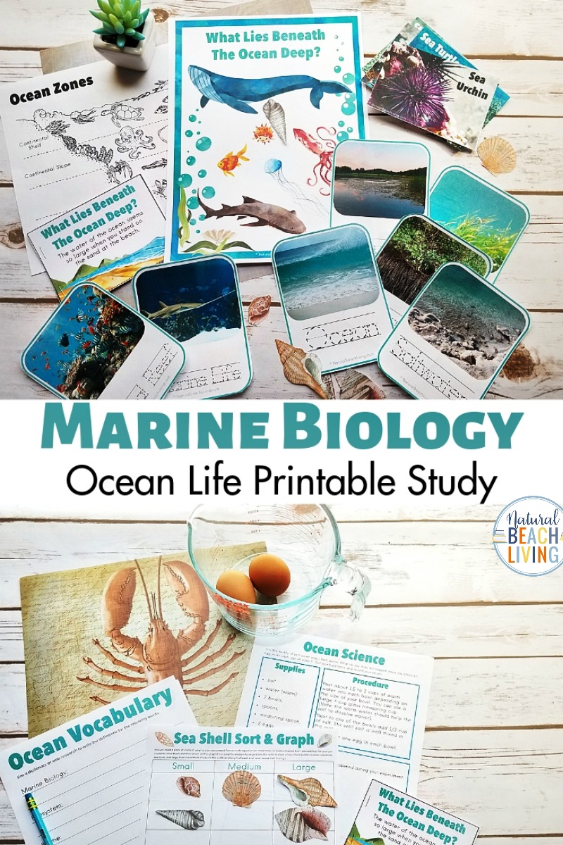 These Ocean Animals Activities and Ocean Printables make learning all about the ocean exciting and fun. Find Ocean Drawing Prompts, Ocean Coloring Pages, A complete Ocean Theme and lots of hands on learning about Ocean Animals
