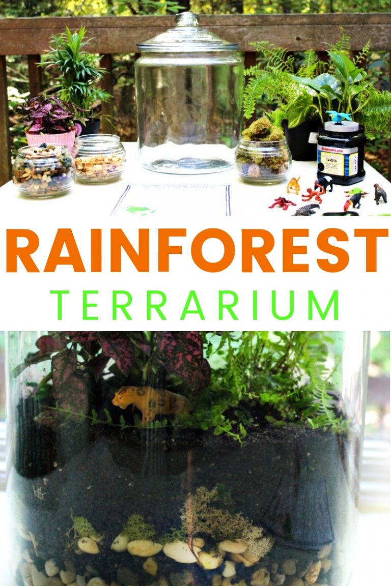 How to Make a Rainforest Terrarium with Kids