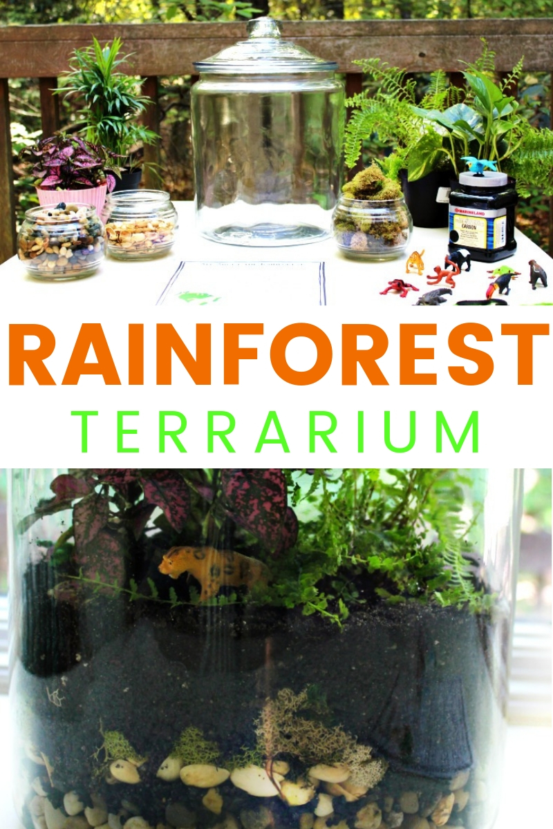 How to Make The Best Rainforest Terrarium with Kids, Learn about the Rainforest Animal Habitat, ecosystem, Water Cycle, Amazing Hands-on activity for kids