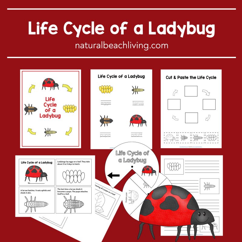 Ladybug Life Cycle Worksheets and Activities, 8 Pages of The Life Cycle of a Ladybug Activities for teaching the life cycle. Perfect for Preschool and Kindergarten Science, Ladybug Life Cycle Printables for Preschoolers 