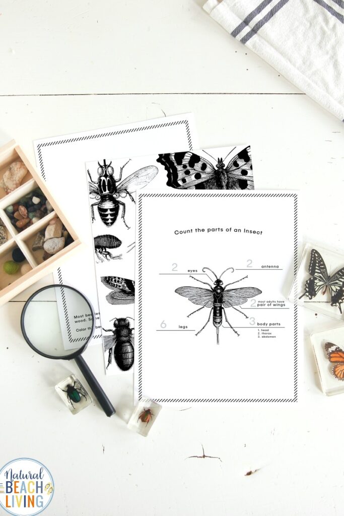 Preschool Insect Theme Printables, These Free Camping Printables for kids are so much fun! Get everyone in your family excited about an upcoming family trip with these fun Free Printables and Activities! Plus these Free Printable Camping Activity Sheets are perfect for a Kindergarten or Preschool Camping Theme. 
