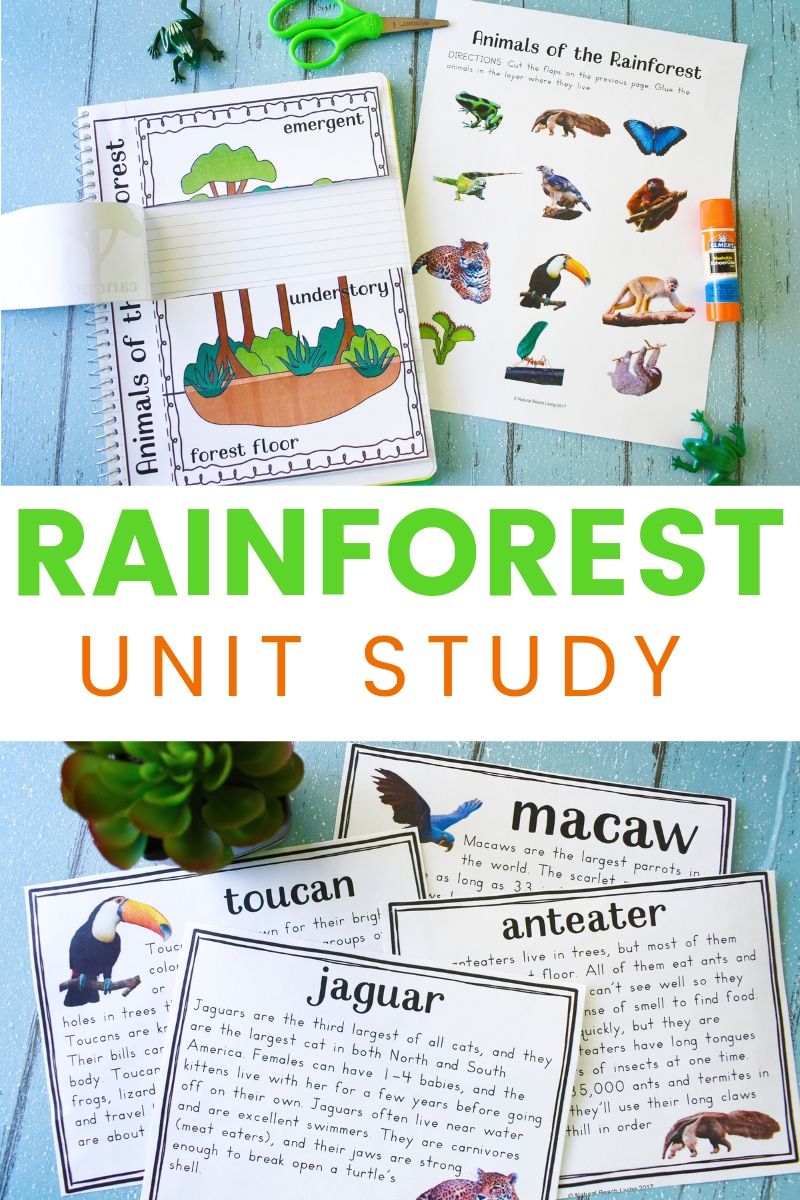 Rainforest Lesson Plans and Rainforest Activities for Kids
