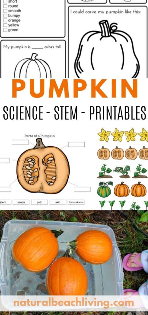 Pumpkin Activities for Kids to Enjoy during Fall. Grab these Free Pumpkin Printable Lesson Plans and Pumpkin Science Activities, including the Pumpkin Life cycle, Pumpkin STEM Activities, Pumpkin Printables, Pumpkin Coloring Pages, Pumpkin Sensory Play and more
