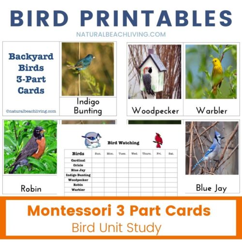 Bird Printables and Bird Activities for Kids - Natural Beach Living