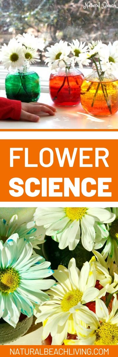 This is a favorite Spring Science Experiment. Flower Science Activities for Preschool and Kindergarten with fun Color changing flowers; Flower Science for kids delights your senses and brings lots of hands on learning. Add this to your spring lesson plans.