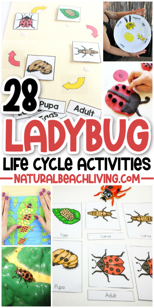 Use these Ladybug Life Cycle Activities and Crafts to plan your own Ladybug unit study or use them for fun Spring Activities. 30+ Life Cycle of a Ladybug Printables and Activities for Preschoolers, Kindergarten, Toddlers, and older kids. Find over 100 Life Cycle Activities for Kids Here!