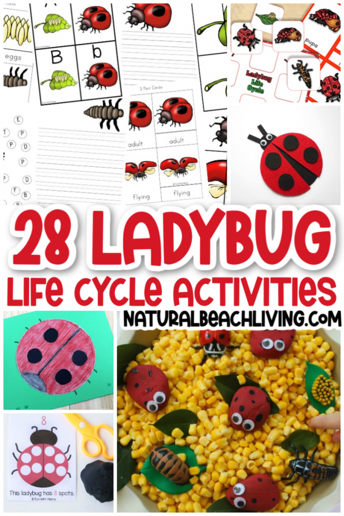 Use these Ladybug Life Cycle Activities and Crafts to plan your own Ladybug unit study or use them for fun Spring Activities. 30+ Life Cycle of a Ladybug Printables and Activities for Preschoolers, Kindergarten, Toddlers, and older kids. Find over 100 Life Cycle Activities for Kids Here!