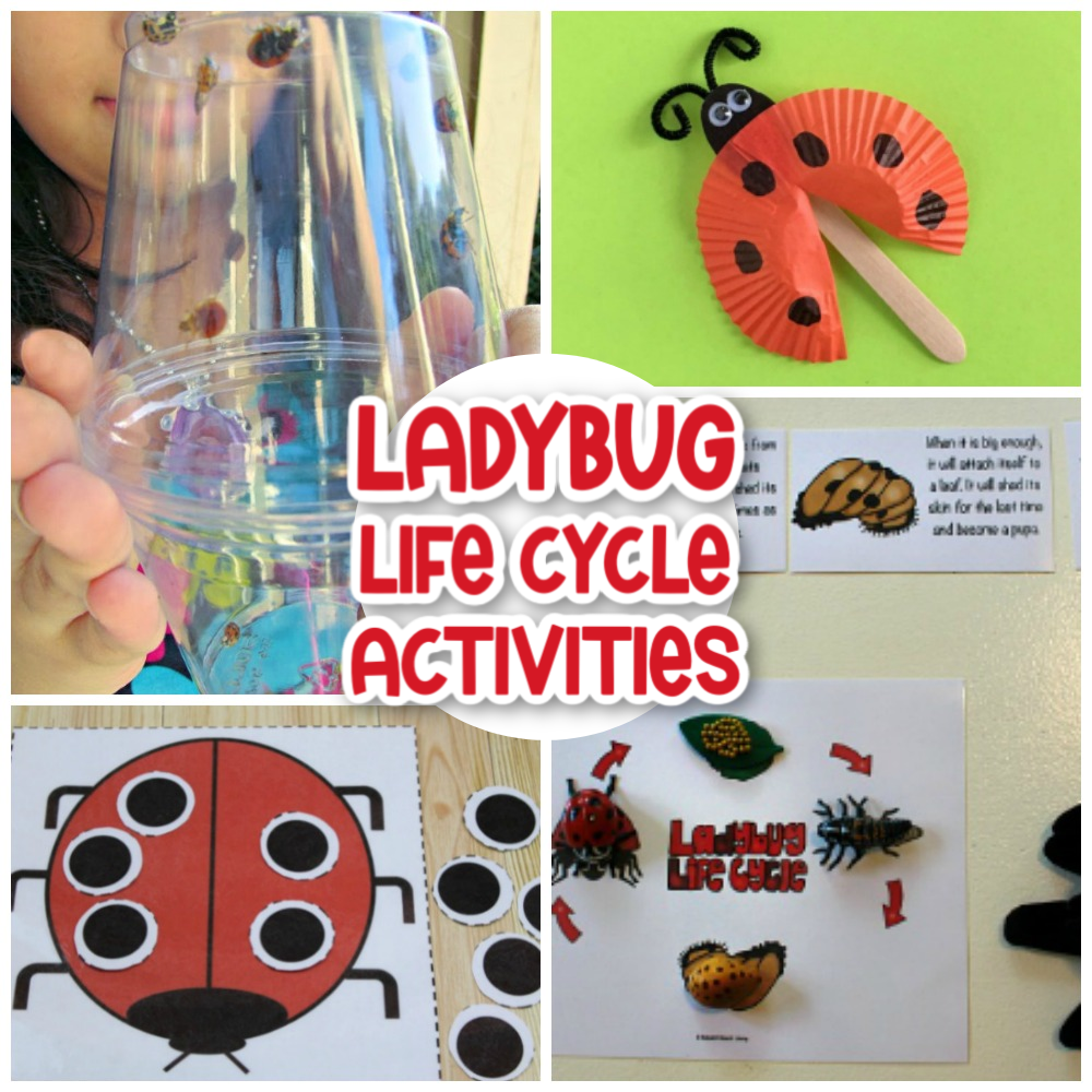 Use these Ladybug Life Cycle Activities and Crafts to help plan your own Ladybug unit study or use them to learn or add to your Spring Activities. 30+ Life Cycle of a Ladybug Printables and Activities for Preschoolers, Kindergarten, Toddlers, and older kids too. Find over 100 Life Cycle Activities for Kids Here!