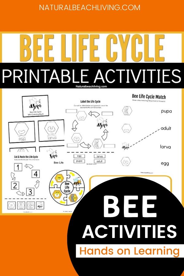 Life Cycle of a Bee Printables for Preschool and Kindergarten