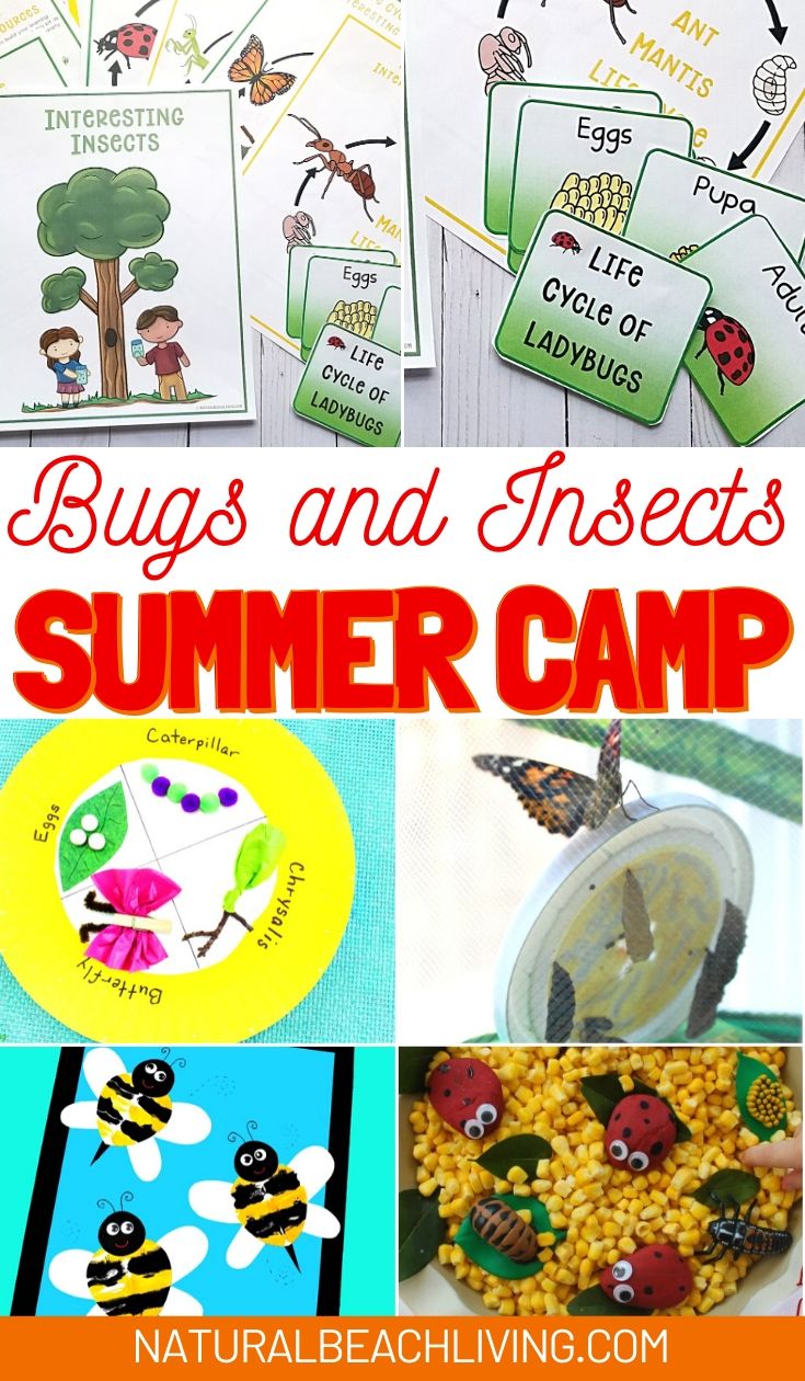 Bugs and Insects Summer Camp Theme Ideas