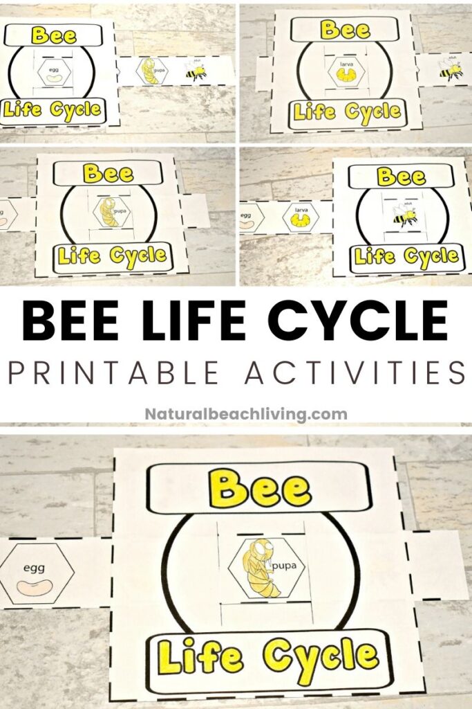 This Life Cycle of a Honey Bee Free Printable is a great way to encourage learning about bees.  Enjoy science and nature with the bees and this free preschool printable. 