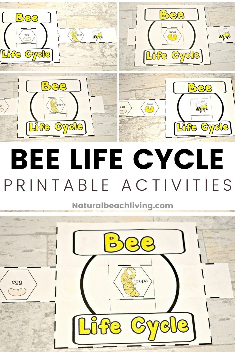 Life Cycle of a Honey Bee Free Printable