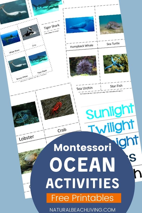  These free ocean printables and Montessori ocean activities are for preschoolers through early elementary. Perfect for homeschooling or for an ocean preschool theme The Best way to learn Ocean Zones, Montessori Math and Under the Sea preschool theme activities