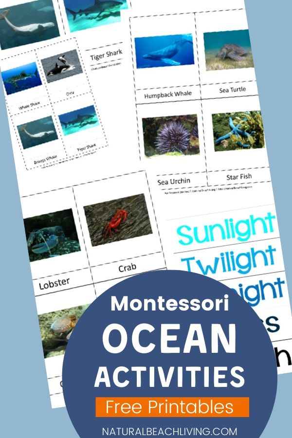 Explore fun ocean preschool activities! Download free ocean animals printables & learn about ocean zones with engaging worksheets for young learners. Montessori Ocean Theme Printables and Activities