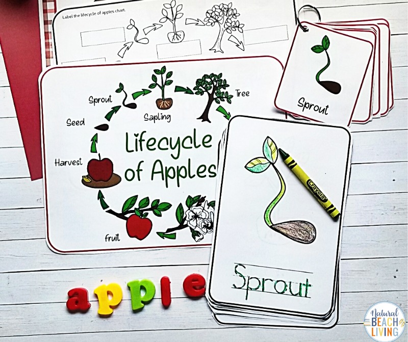 Children love these Apple Life Cycle Activities, Printables, and Lesson Plan Ideas for Fall and the Life Cycle of an Apple Tree Coloring pages are perfect for all ages. These Montessori inspired learning activities are perfect for exploring apples and life cycles with your kids this season. Includes Apple Science, Art, field trips, Math, Literacy, Fall Books for Kids and more.