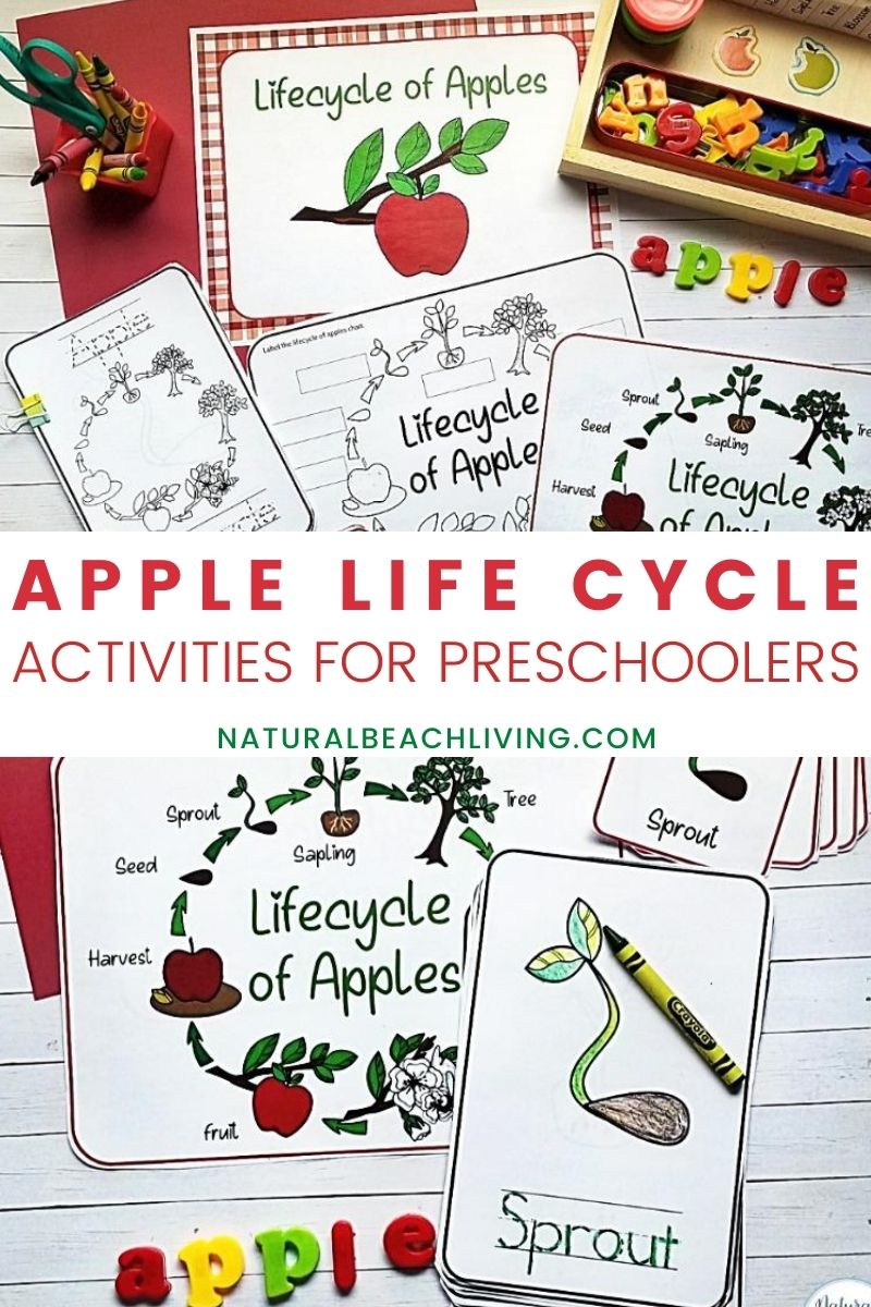 Apple Life Cycle Activities, Printables, and Lesson Plan Ideas for Fall