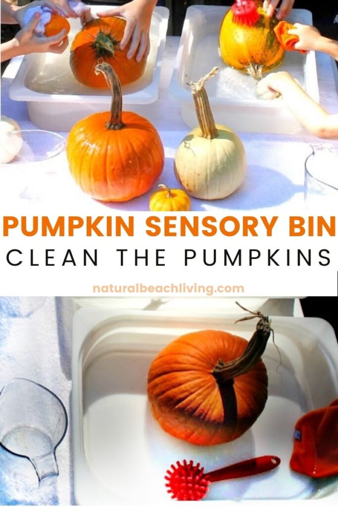 Set up a Montessori Practical Life Pumpkin Washing Station for kids, A quick and easy fall activity with pumpkins that makes the perfect fall sensory bin washing table, fall life skills activity, Montessori Fall Activities or add this to a pumpkin theme for preschool