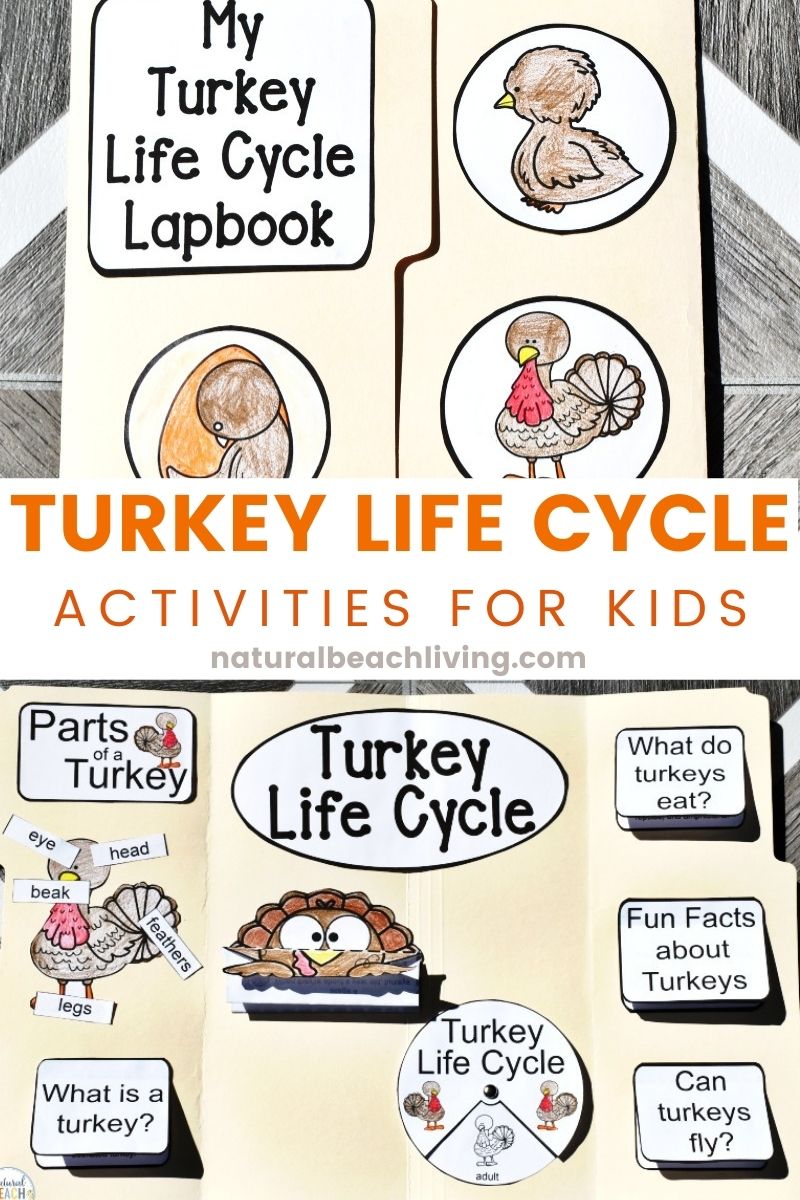 Turkey Life Cycle for Kindergarten and Early Elementary Students