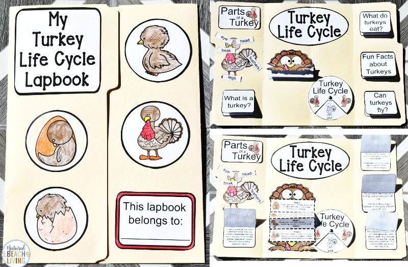 Engage your class or homeschoolers with an exciting hands-on experience learning all about turkeys! These Turkey Life Cycle Activities is a Life Cycle Lapbook Interactive Activity is perfect for science in Preschool, Kindergarten, First Grade, and Second Grade and it's packed full of fun science activities. learn about turkeys, parts of a turkey, and a turkey's life cycle. The Life Cycle of a Turkey Worksheets & Teaching Resources