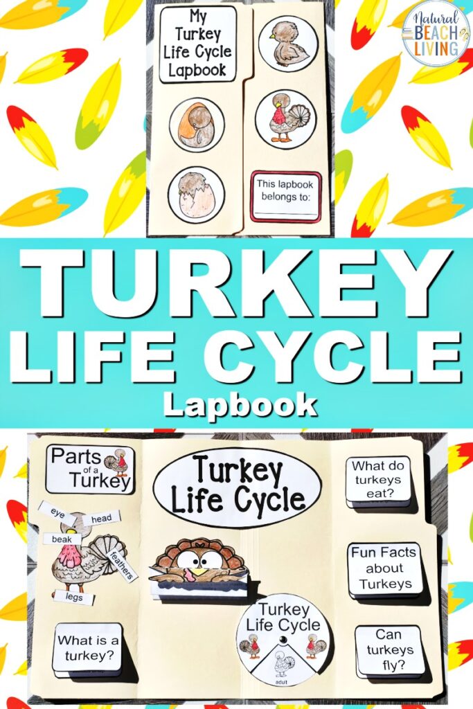 Engage your class or homeschoolers with an exciting hands-on experience learning all about turkeys! These Turkey Life Cycle Activities is a Life Cycle Lapbook Interactive Activity is perfect for science in Preschool, Kindergarten, First Grade, and Second Grade and it's packed full of fun science activities. learn about turkeys, parts of a turkey, and a turkey's life cycle. The Life Cycle of a Turkey Worksheets & Teaching Resources