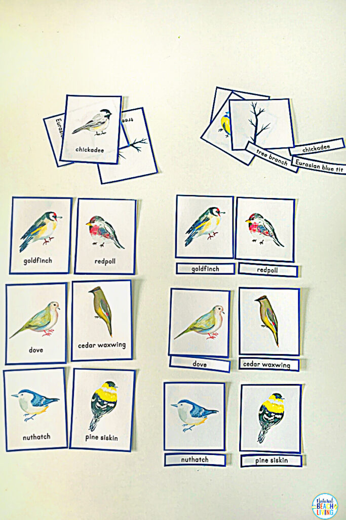 These bird activities are sure to keep the kids having fun this winter. There are so many printables and activities for a bird unit! Montessori Winter Bird Activities and Bird Theme for Preschool and Kindergarten that include Math, crafts, literacy, fine motor, science, movement activities, writing prompts, and so much more.