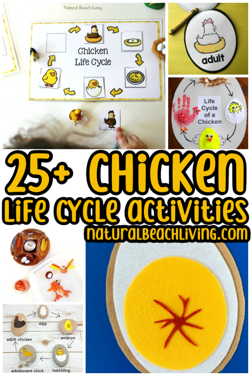25+ Chicken Life Cycle Activities for Kids
