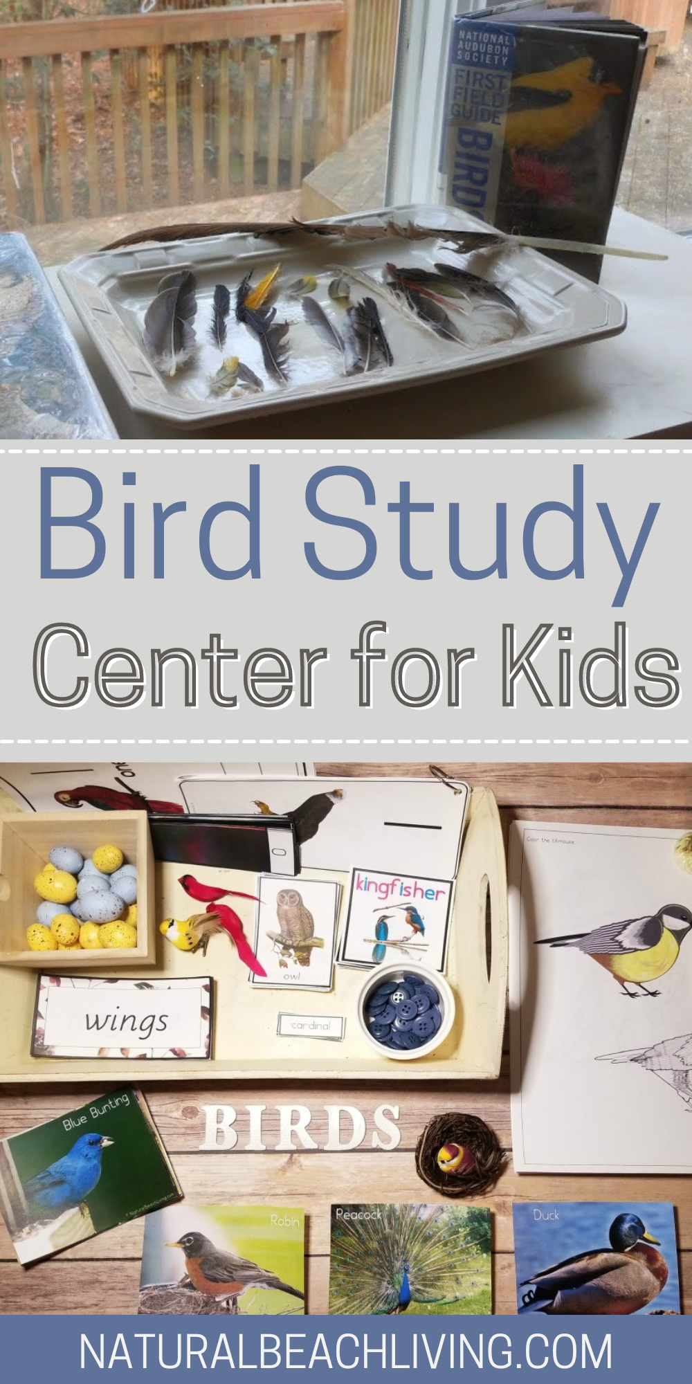 Easy Bird Study Center for Kids