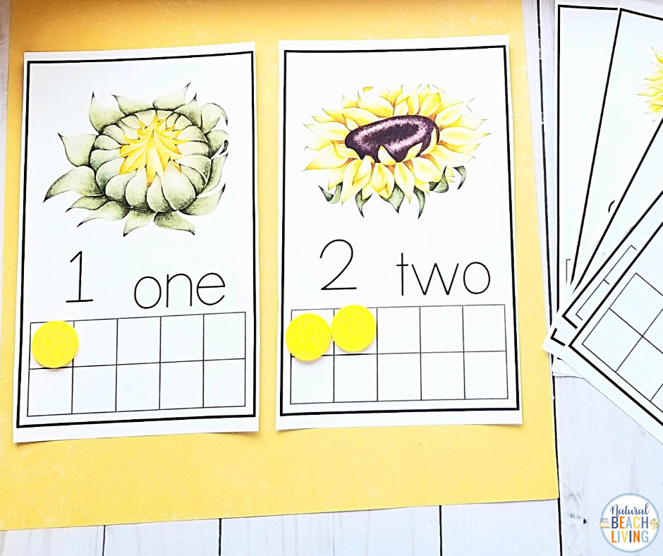 Beautiful printable Charlotte Mason and Montessori Sunflower Unit Study to learn about sunflowers while building important early math and literacy skills. These preschool and Kindergarten activities include exciting sunflower science experiments, fine motor activities, 3 part cards, sunflower life cycle activities, and more. Sunflower lesson plans and activities will excite children of all ages!