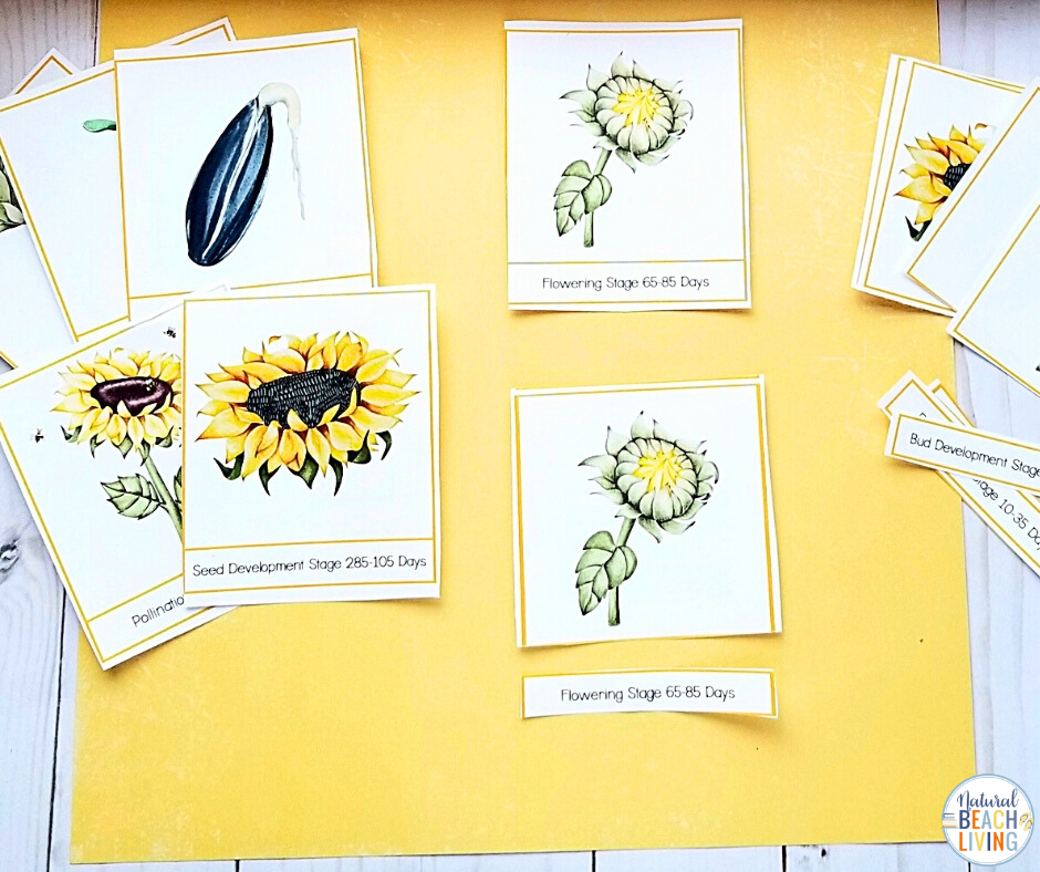 Beautiful printable Charlotte Mason and Montessori Sunflower Unit Study to learn about sunflowers while building important early math and literacy skills. These preschool and Kindergarten activities include exciting sunflower science experiments, fine motor activities, 3 part cards, sunflower life cycle activities, and more. Sunflower lesson plans and activities will excite children of all ages!