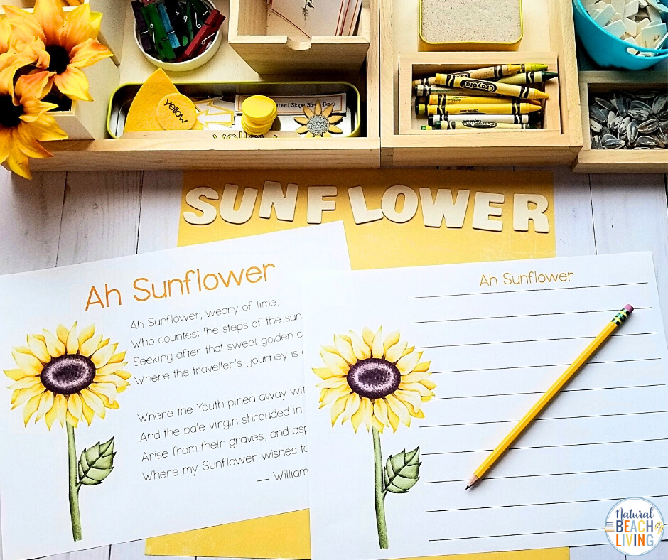 Beautiful printable Charlotte Mason and Montessori Sunflower Unit Study to learn about sunflowers while building important early math and literacy skills. These preschool and Kindergarten activities include exciting sunflower science experiments, fine motor activities, 3 part cards, sunflower life cycle activities, and more. Sunflower lesson plans and activities will excite children of all ages!