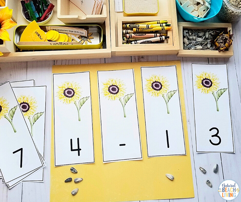 Beautiful printable Charlotte Mason and Montessori Sunflower Unit Study to learn about sunflowers while building important early math and literacy skills. These preschool and Kindergarten activities include exciting sunflower science experiments, fine motor activities, 3 part cards, sunflower life cycle activities, and more. Sunflower lesson plans and activities will excite children of all ages!