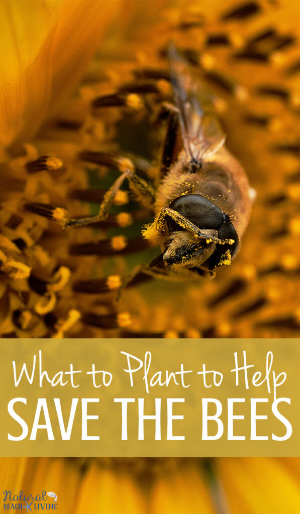 Easy Ways to Help Bees in Your Backyard and Simple Steps for Creating a Bee Garden, A DIY Bee House, What to plant to save the bees, Why bees are important and bee activities , Plus grab your free bee printables