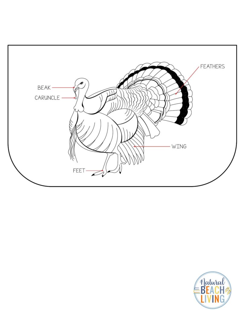 Your Kids will have fun with this Turkey Lapbook! Perfect for Thanksgiving learning, hands-on activities, crafts, and lessons to make the holiday educational and exciting.