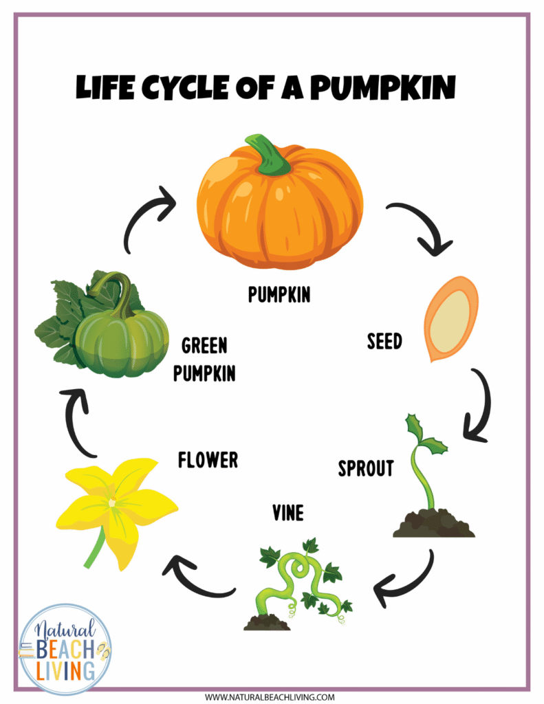 Explore a fun Pumpkin Unit Study for kids! Hands-on fall learning activities, printables, and creative lessons for preschool through elementary students. Pumpkin Theme Activities