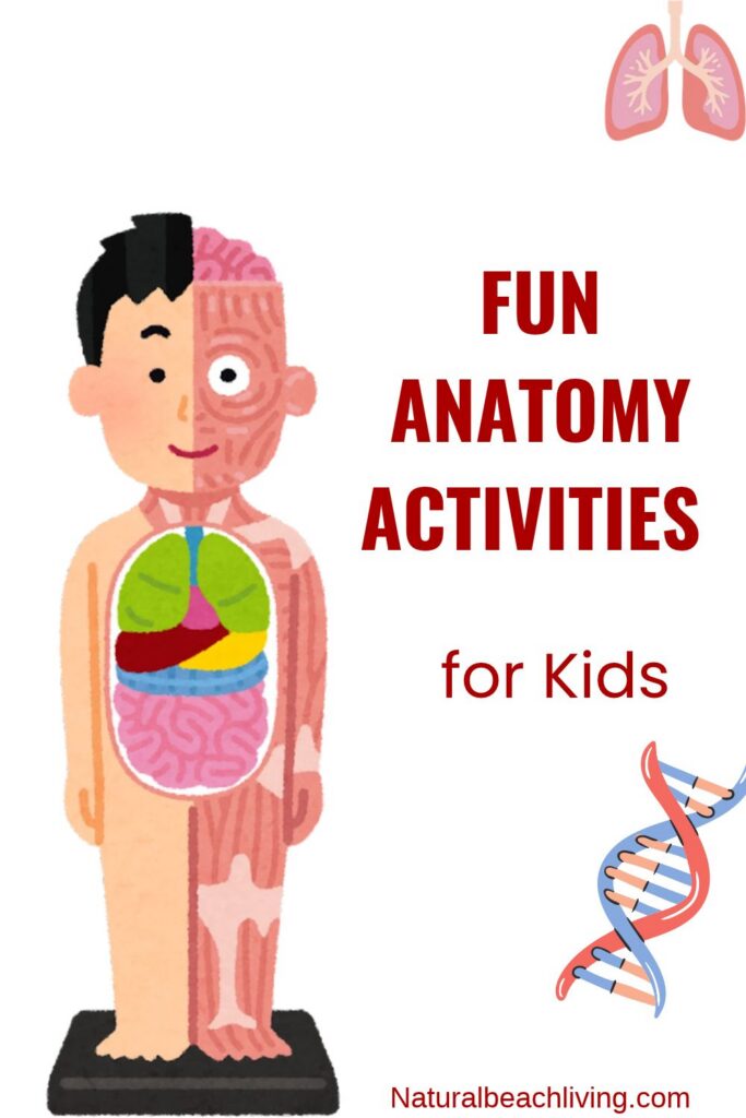 Discover fun, hands-on human anatomy activities for kids! From pasta skeletons to DIY stethoscopes, make learning about the body exciting and memorable.